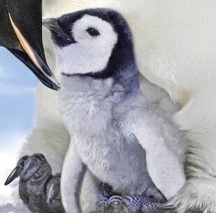 Pinguïns op postzegels